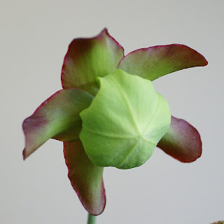Photo de plante carnivore : Sarracenia sp. - Sarracénies non identifiées 