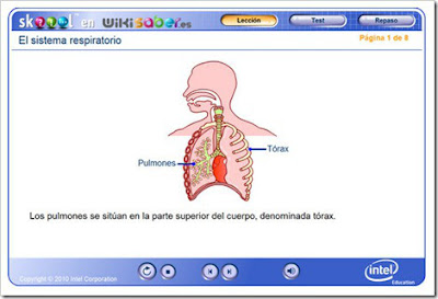 http://www.skoool.es/content/los/biology/respiratory_system/index.html