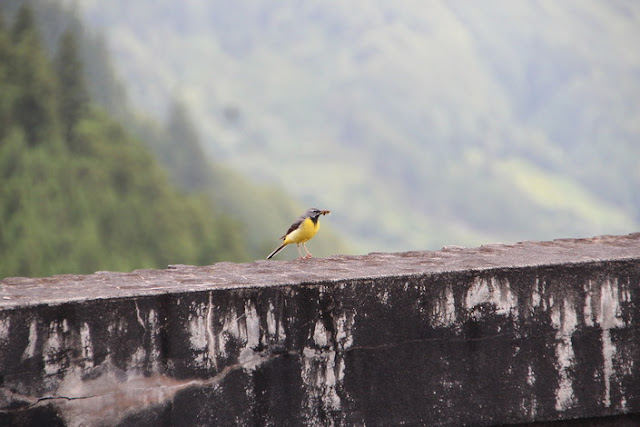 Tierwelt Azores