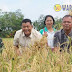 Wakil Bupati Nias Selatan Panen Padi Hasilkan 4,6 Ton/hektar