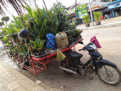 motorcycle pulling a trailer full of tropical plants in Battambang, Cambodia