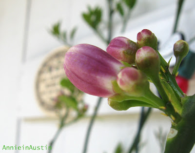 Annieinaustin meyer's lemon buds