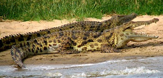 Buaya Sungai Nil, Predator Raksasa dari Perairan Afrika