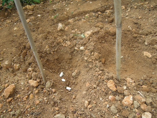 planting beans