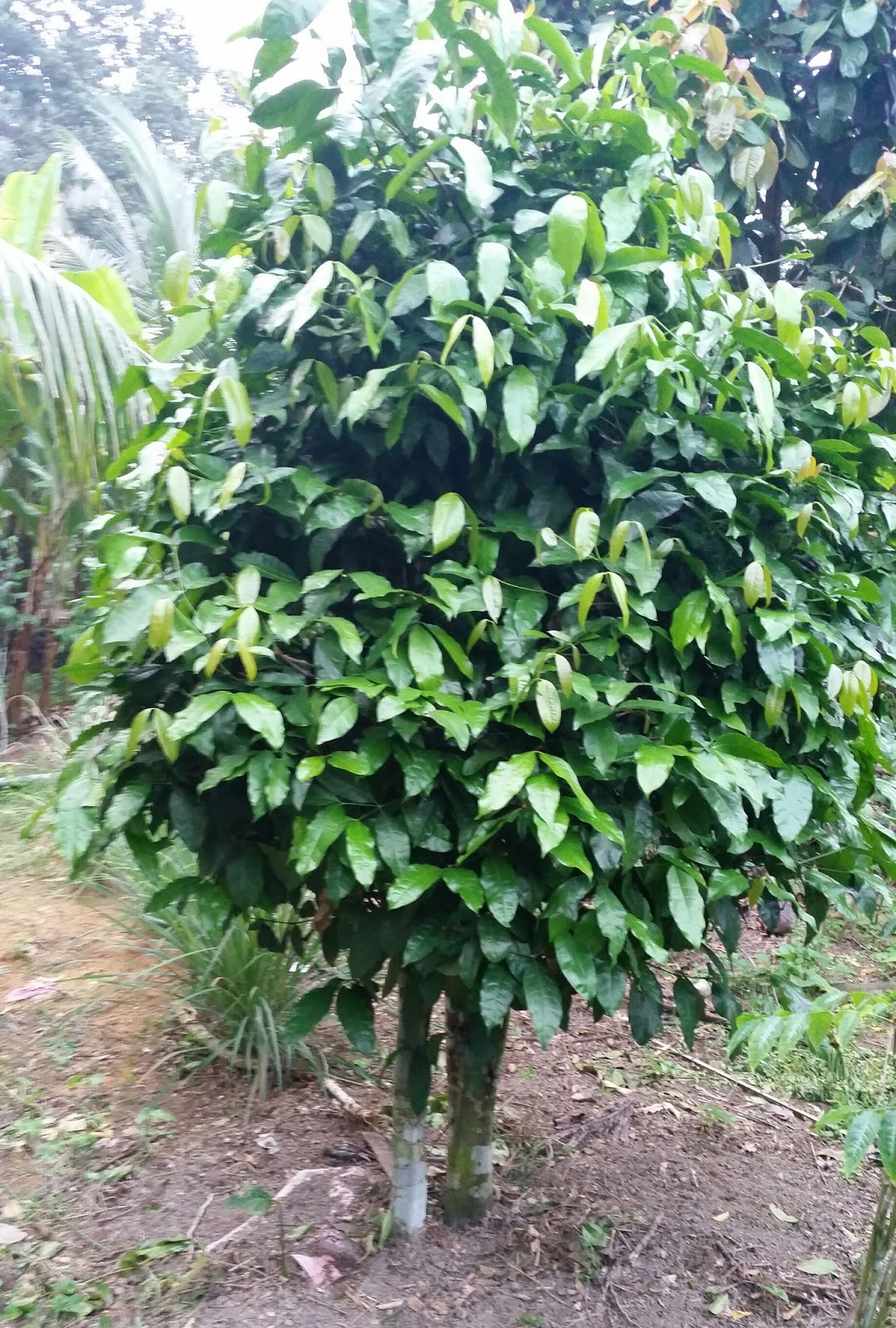 Warisan Petani Sayur  sayuran  Kampung 