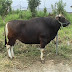 SAPI BALI DENGAN BERAT 371 - 410 KG