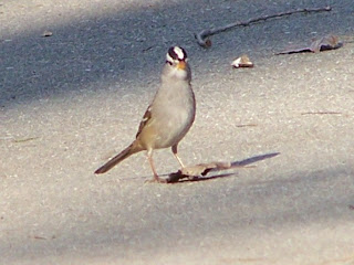 White-crowned Sparrow Huntington Central Park. Crown feathers raised