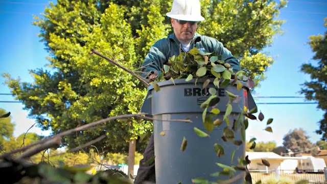 HOW TO LEARN QUALITY TREE CARE