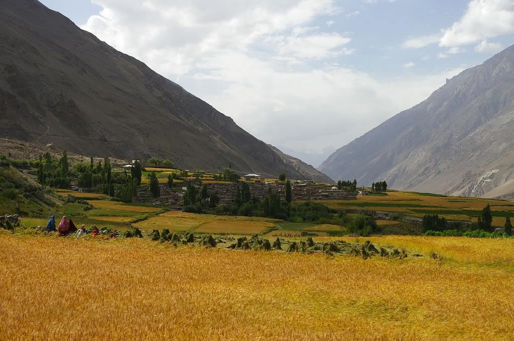 Hispar Valley. High mountain valley in Gilgit Baltistan. Karakoram mountain range. wheat is ready Hispar valley Nagar Gilgit Baltistan Pakistan