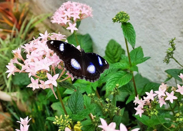 Blue Moon butterfly