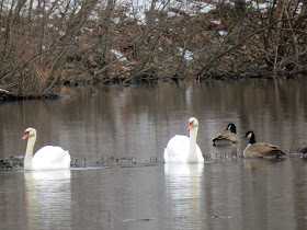 geese and swans