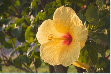 hibiscus-flower