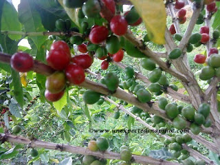 Coffee seeds, they are green and red