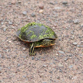 painted turtle crossing gravel road