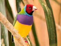 Kisah Teladan, Kasih Sayang Umar Bin Khattab Pada Burung Pipit