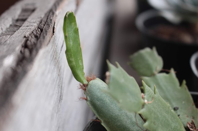 Schlumbergera truncata