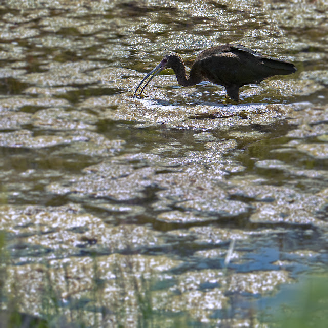 Birds, White-faced Ibis, birder, birdwatching, raptors, hawks, nature, wildlife, photography, Ibis