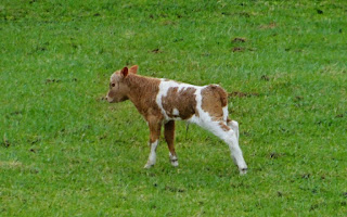 Calf pictures wallpaper HD quality status instagram facebook free download,free,Indian cow and calf images,Cow and calf