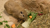 Prairie Dog