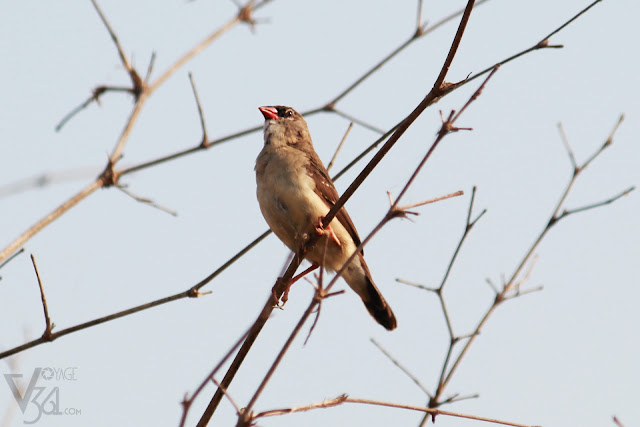 Red Avadavat or Red Munia or Strawberry Finch