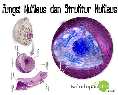 Fungsi Nukleus dan Struktur Nukleus (Karioteka 