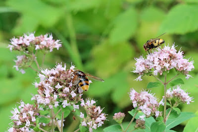 Hornet hoverfly (Volucella zonaria) - left and lesser hornet hoverfly (Volucella inanis) - right