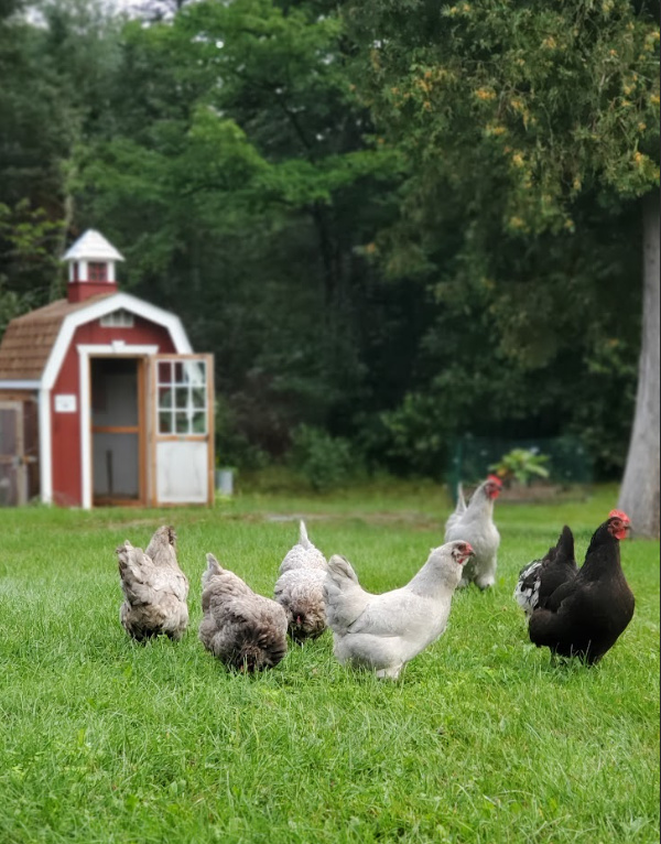 Chicken Coop Essentials: Providing Shelter from Extreme Temperatures