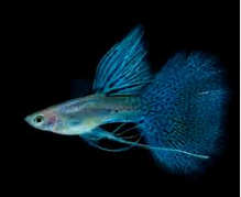 Jenis Ikan Guppy Blue Grass