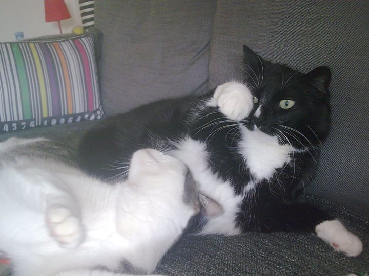 Je Dois Savoir Chat Mon Chat Me Mord Que Faire