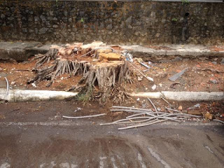 Árvores mortas precisam ser removidas na Rua do Canal e novas mudas devem ser plantadas imediatamente