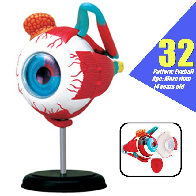 4D Human Eyeball Teaching Model Separately Study Learning Instrument Science Toy