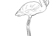 22+ Cara Menggambar Flamingo, Yang Populer!