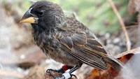 Galapagos Finch