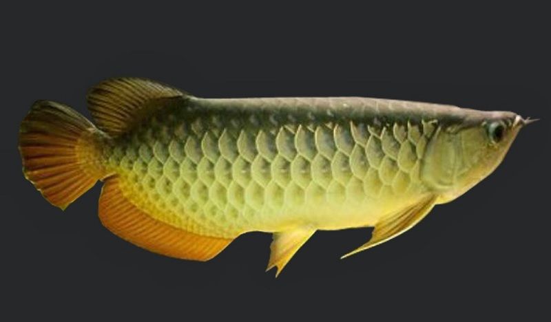  Gambar  Gambar  Ikan  Arwana  Dari Yang Terbesar Di 