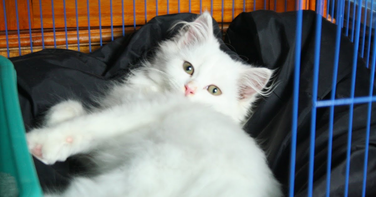CHEMICAL ENGINEERING: Kenzhy nama kucing Cantikku
