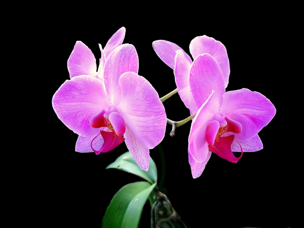 Orchid Wallpaper