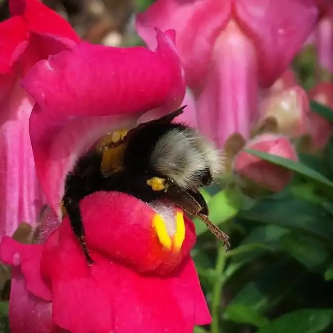 Cute Pictures Of Bumblebees That Fell Asleep Inside Flowers