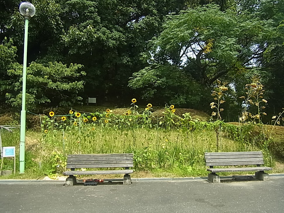 写真: 