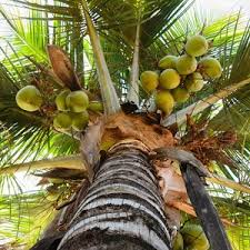 नारळाच्या झाडाची संपुर्ण माहिती मराठी | information about Coconut Tree in Marathi | Uses of Coconut Tree in Marathi