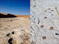 Human footprints dating back 120,000 years traced.