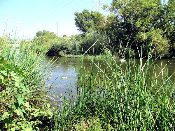 Los Angeles River by Frog Spot