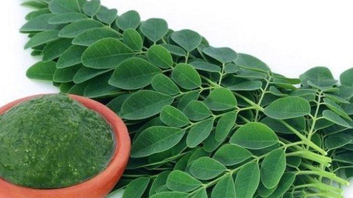 Di Amerika Disebut Pohon Ajaib 10 Manfaat Daun  Kelor  Bagi 