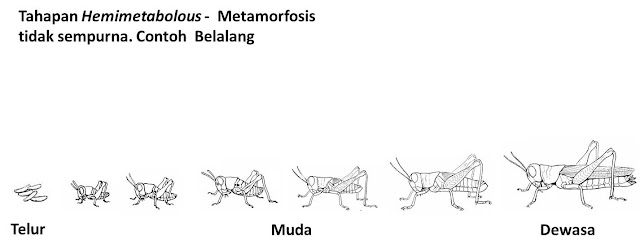 Hemimetabolous -  Metamorfosis tidak sempurna atau metamorfosis bertahap