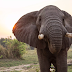 Kongo-Central : l’éléphant en divagation reste introuvable