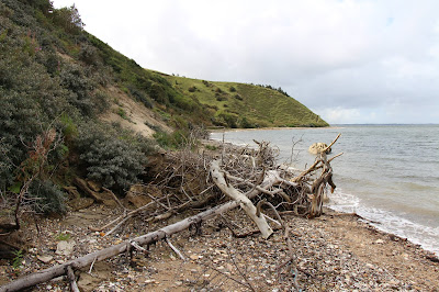 das Bild zeigt einen Strandabschnitt mit eher flachen Klippen und einem Baumgerippe im Vordergrund