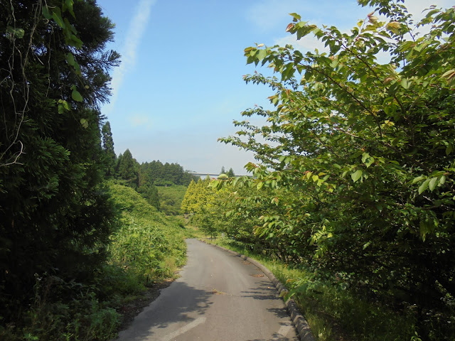 別所川渓流植物園の牡丹桜の並木道