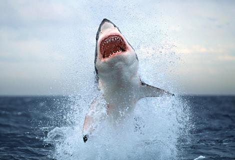 great white shark