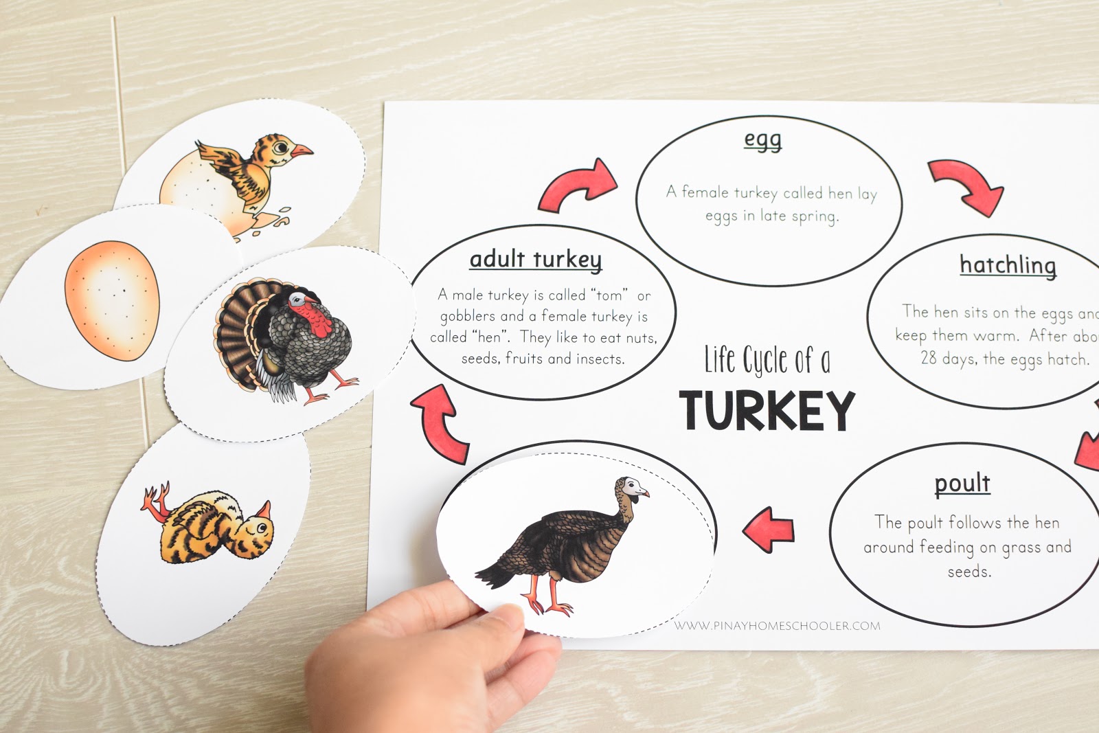 TURKEY LIFE CYCLE CHART