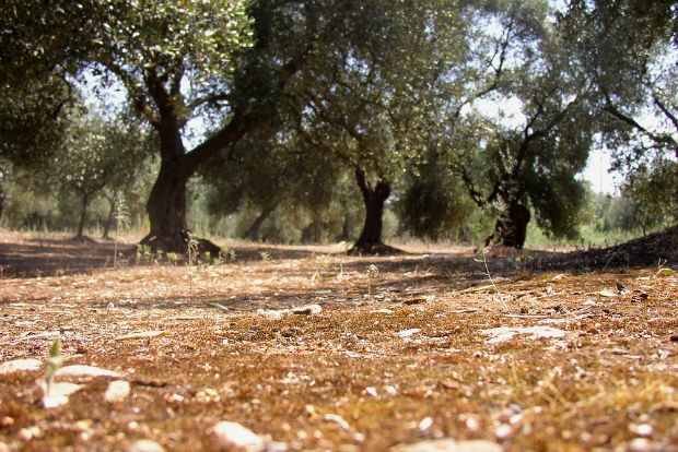 Μήπως δεν λιπαίνω σωστά τον ελαιώνα μου;