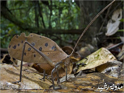 most beautiful photos for animals and insects